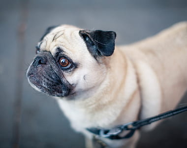 shallow focus of pug dog thumbnail