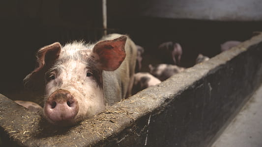 pink pig thumbnail