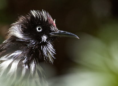 close up photographyblack and white bird thumbnail