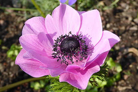 pink anemone flower macro photography thumbnail