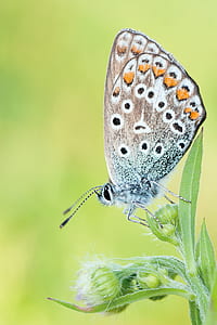 micro photography of butterfly perching on plant thumbnail