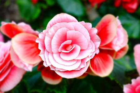 pink petaled flower thumbnail