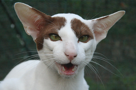 closeup photo of short-haired cat thumbnail