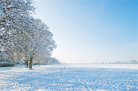 snow covered bare tree under white clouds and blue sky thumbnail