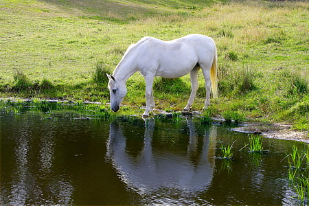 white horse drinking water beside grass field thumbnail