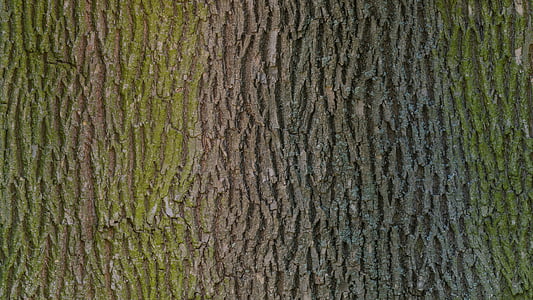 close-up photography of tree bark thumbnail