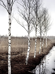 trees near body of water thumbnail