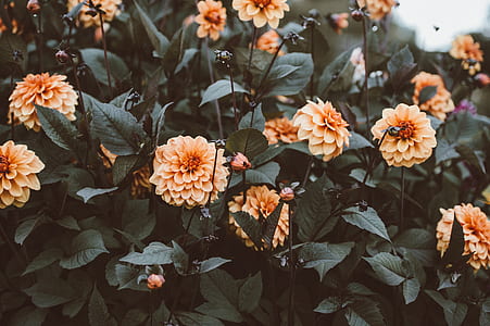 photo of orange flowers during day time thumbnail