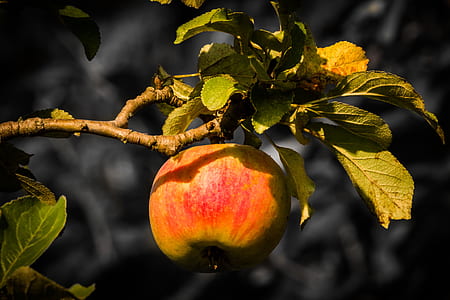 closeup photo of apple fruit thumbnail