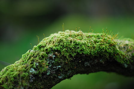 moss on brown log thumbnail