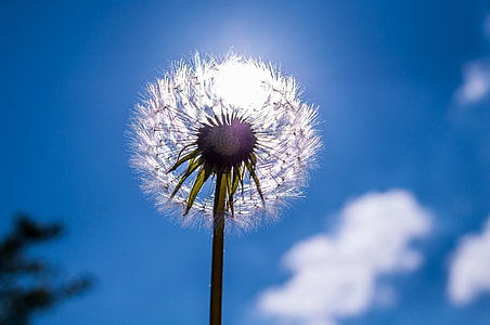 low angle photo of a white dandelion under blue sky thumbnail