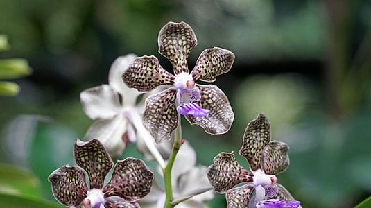 shallow focus photography of brown 5-petal flowers thumbnail