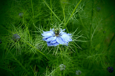 blue petaled flower thumbnail