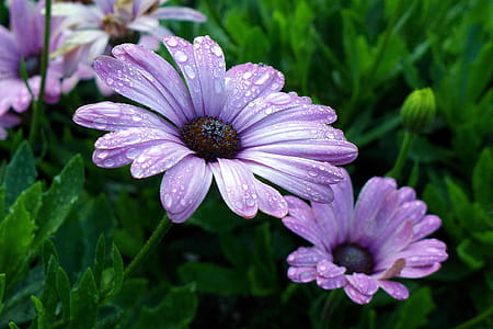 Purple African Daisies - an annual native to South Africa. Also called Blue-eyed Daisy, Cape Daisy, and Osteo. thumbnail
