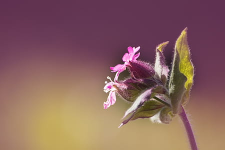 shallow focus photography of purple flower thumbnail