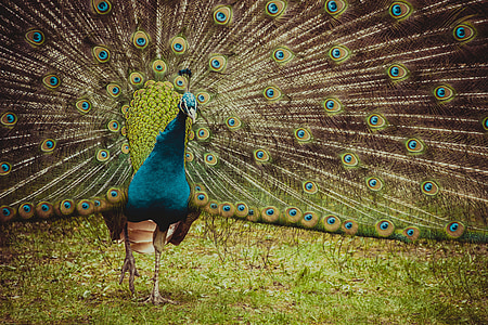 opened tail of peacock thumbnail