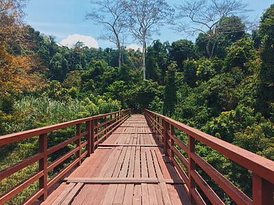 Red Bridge Through a Forest thumbnail