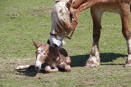 brown horse on green grass field thumbnail