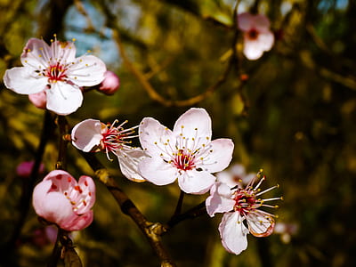 selective focus photography of white petaled flowers thumbnail