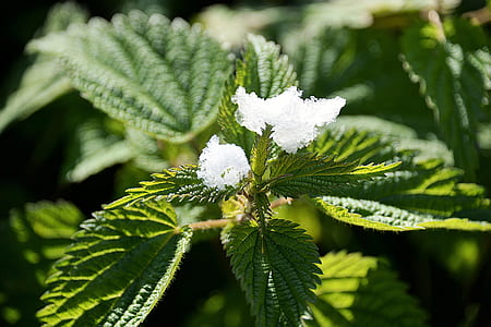 white petaled flower thumbnail
