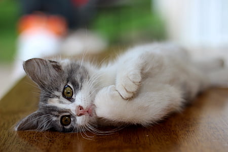 gray and white kitten on brown wooden surface thumbnail
