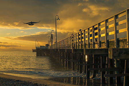 eagle soaring on top of bridge thumbnail