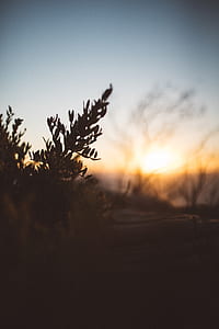 silhouette of plants thumbnail