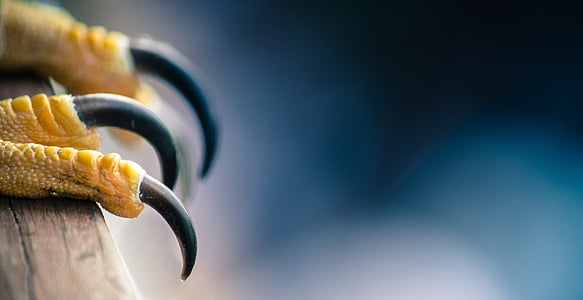 closeup photo of eagle claw thumbnail