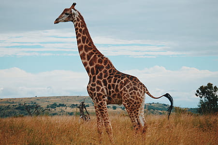 giraffe on brown field under white clouds and blue sky thumbnail