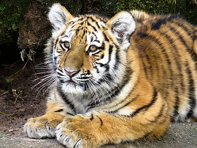 Bengal tiger thumbnail
