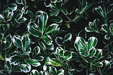 Green and White Leaves thumbnail