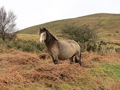 brown horse on green and brown grass thumbnail