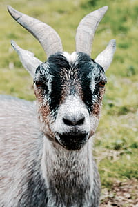 field, animal, agriculture, farm thumbnail
