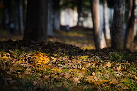dried fallen leaves on ground thumbnail