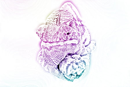 purple and green chameleon illustration thumbnail