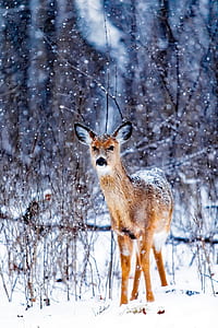 brown deer standing on snowy surface thumbnail