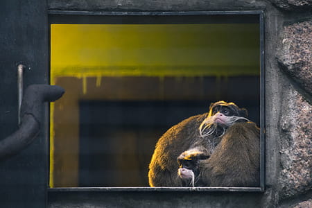 Brown Monkey Illustration thumbnail