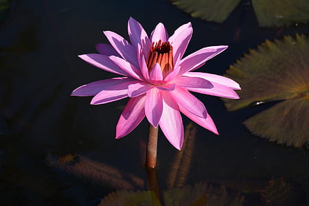 shallow focus photo of purple flowers thumbnail