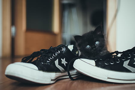 tilt-shift photography of cat between plimsolls thumbnail