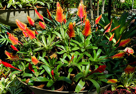 Flowers, Floral Arrangement thumbnail