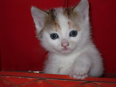 white and brown cat on top of red surface thumbnail