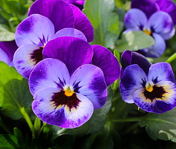 purple petaled flowers in close-up photography thumbnail