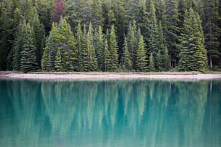 green pine trees near body of water at daytime thumbnail