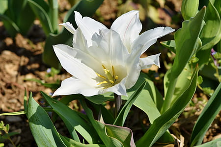 close-up photo of white tulip flower at daytime thumbnail