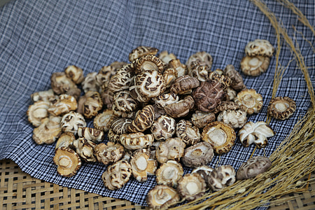 Shiitake Mushroom, The Original Ecology thumbnail