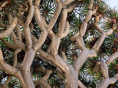brown tree thumbnail