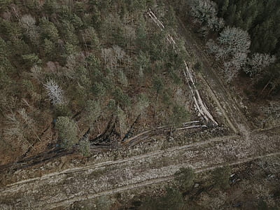 aerial photography of forest thumbnail