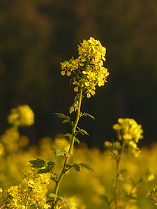 Oilseed Rape, Field Of Rapeseeds thumbnail