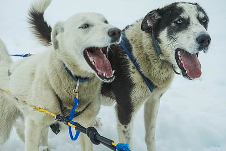 close-up photography of two short-coated white and black dog on snowfield thumbnail