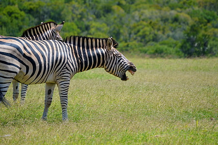 two white-and-black zebras on grass at daytime thumbnail